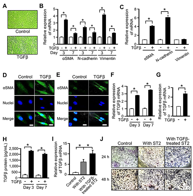 Mesenchymal stem cells (MSCs) differentiate into cancer-associated fibroblasts (CAFs) upon TGF&#x03B2; stimulation.