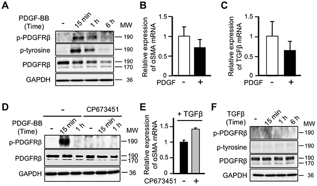 PDGF-PDGFR&#x03B2; signaling does not affect the differentiation of mesenchymal stem cells into cancer-associated fibroblasts.