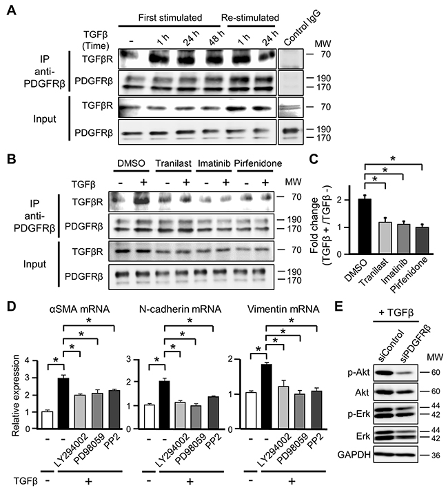 PDGFR&#x03B2; induces the differentiation of mesenchymal stem cells into cancer-associated fibroblasts by interacting with TGF&#x03B2; receptor (TGF&#x03B2;R).