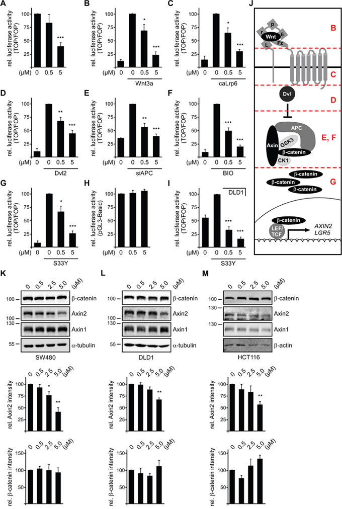 SFN inhibits Wnt/&#x03B2;-catenin signaling downstream of &#x03B2;-catenin degradation.