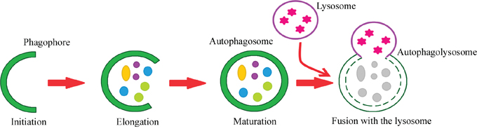 Steps of the autophagy process.