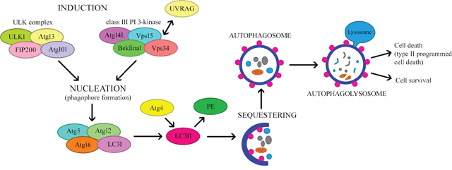 The mechanism regulating autophagy.