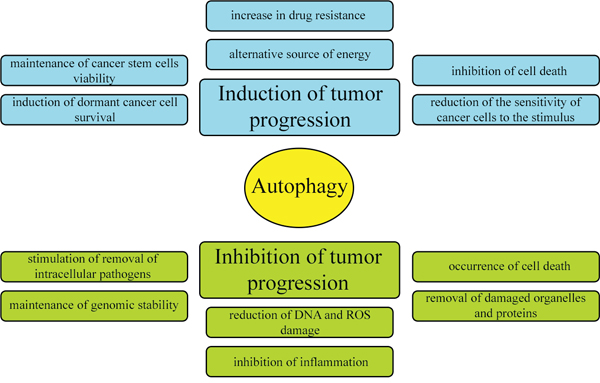 Dual and contradictory roles of autophagy in oncogenesis.
