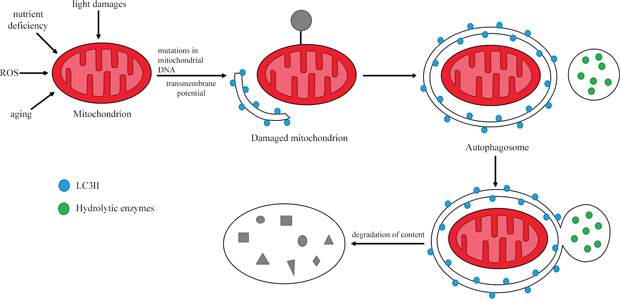 The process of mitophagy.