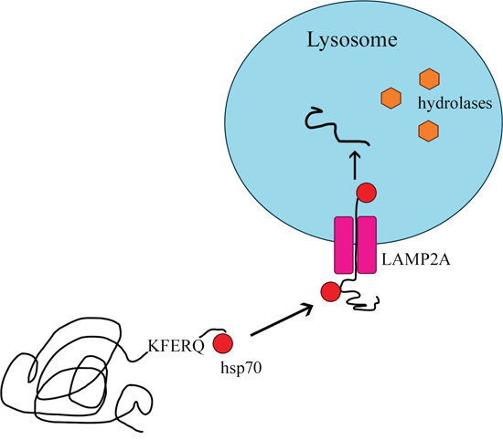 Chaperone-mediated autophagy.