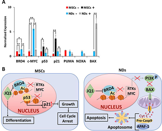 Proposed mechanism of action of JQ1.