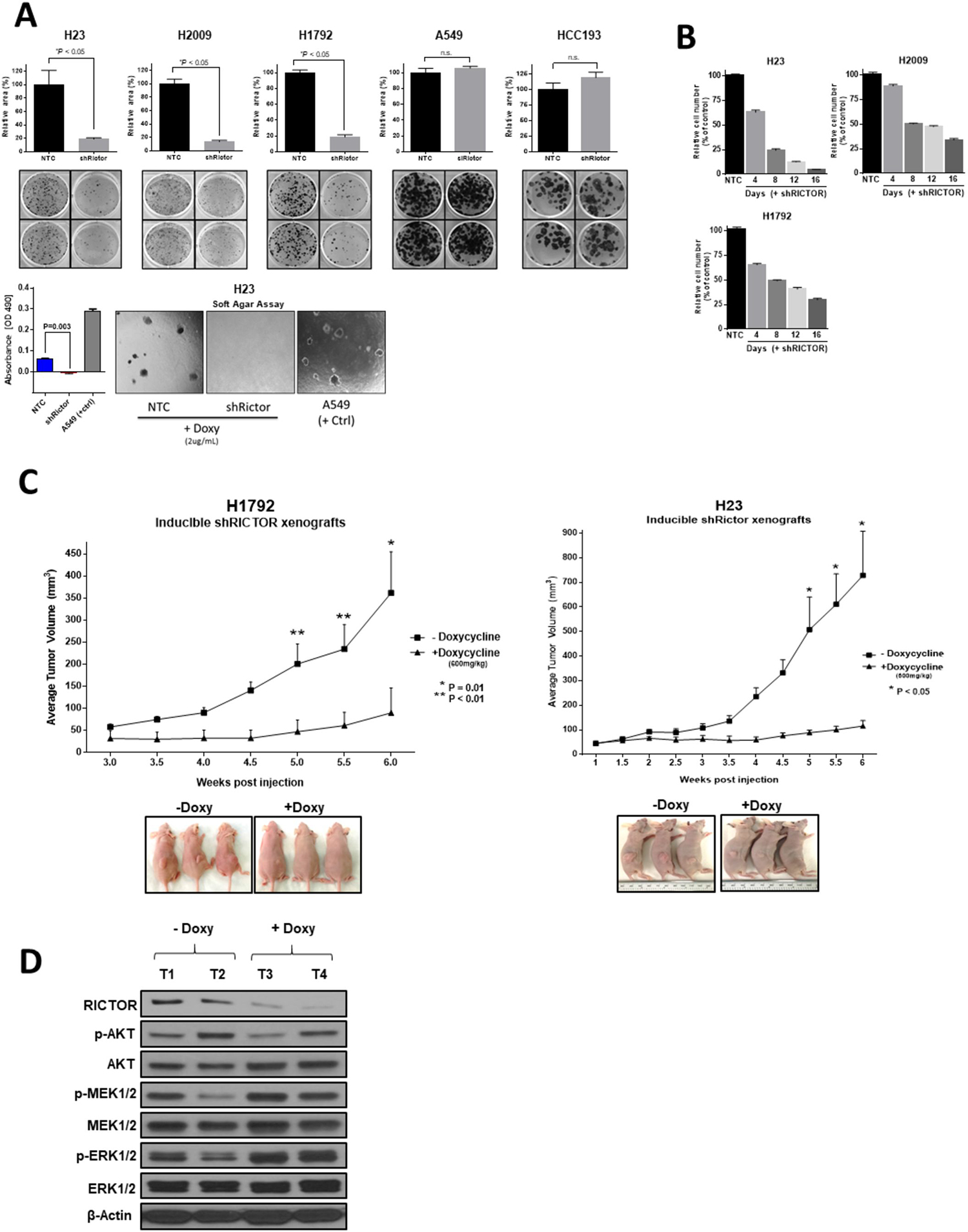 RICTOR enhances the malignant phenotype of NSCLC in vitro and in vivo.