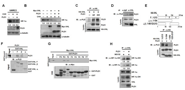 PLD1 enhances VHL-dependent HIF-1&#x3b1; degradation by accelerating the association between VHL and HIF-1&#x3b1;.