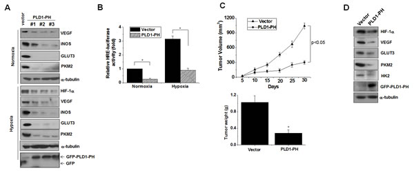 PLD1-PH suppresses tumor progression and expression of HIF-1&#x3b1; and its target genes.