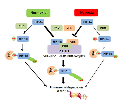 Proposed model of PLD1-mediated HIF1-&#x3b1; stability regulation.