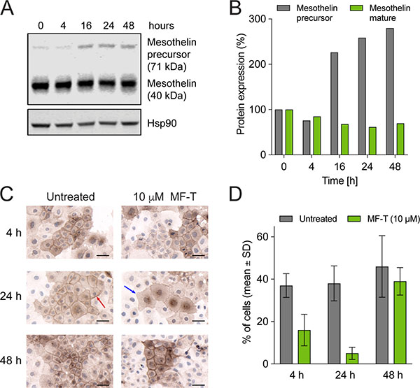 Mesothelin degradation and re-synthesis of surface mesothelin in OVCAR-3 human ovarian cancer cells.