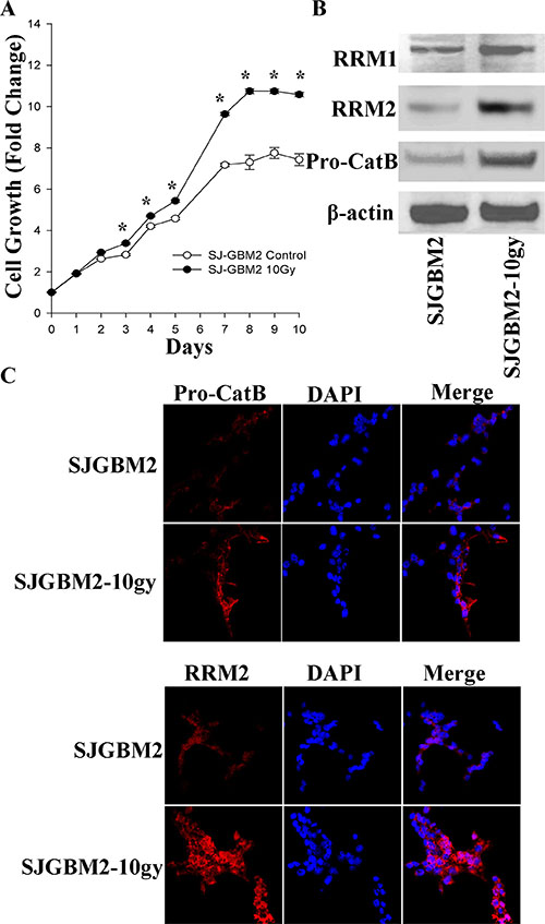Irradiation of the pediatric GBM cells enhanced proliferation and expression of malignant-promoting proteins: