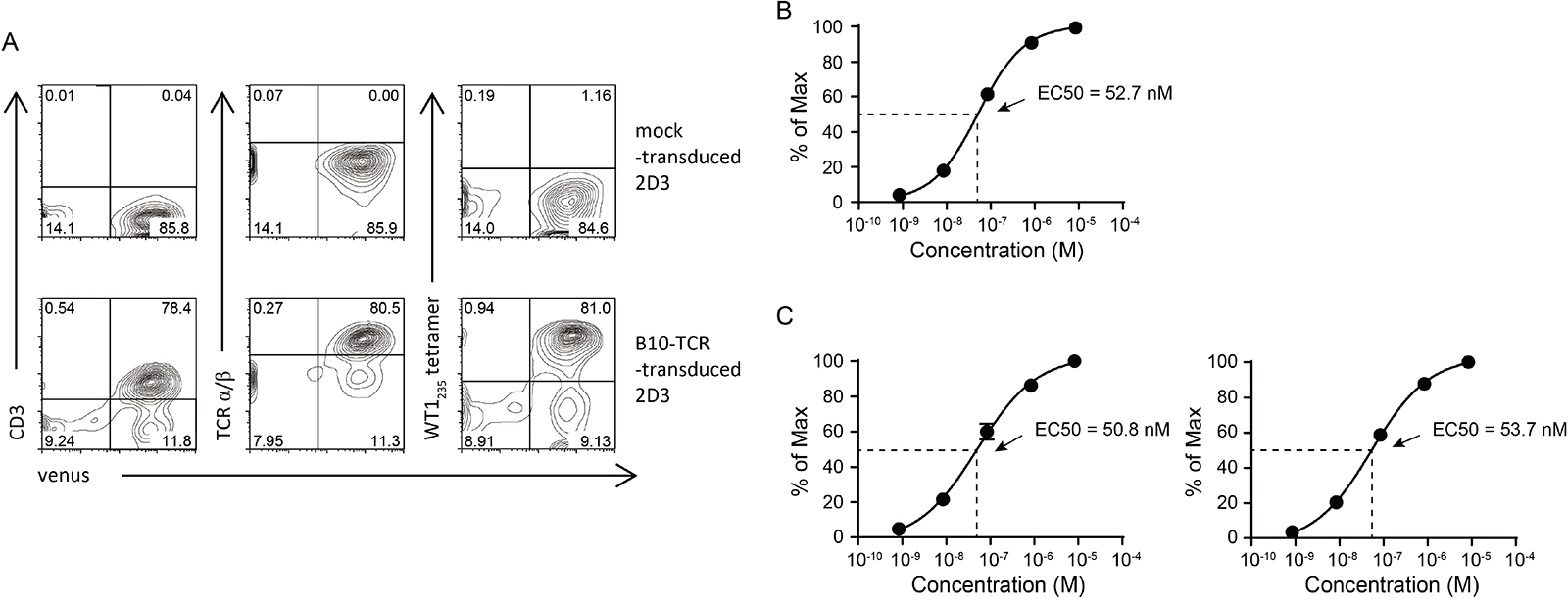 Evaluation of TCR functional avidity by 2D3 cells.