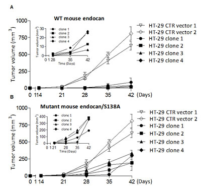 FIGURE 3: Tumor growth effect of HT-29 cells overexpressing mouse and non glycanated human endocan.