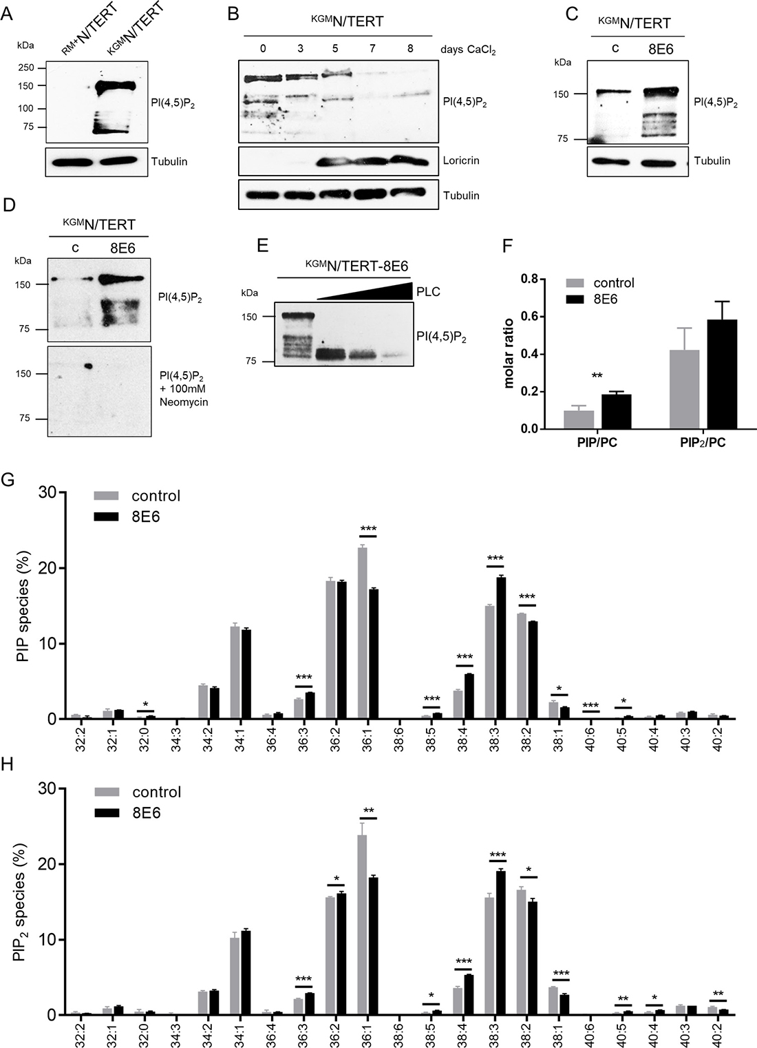 Expression of HPV8-E6 leads to high PI(4,5)P2 levels in N/TERTs cultured in low calcium media.