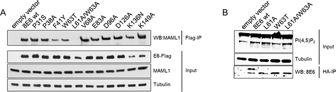 Increase of PI(4,5)P2 in E6 cells is independent of the E6 capability to bind to MAML1.