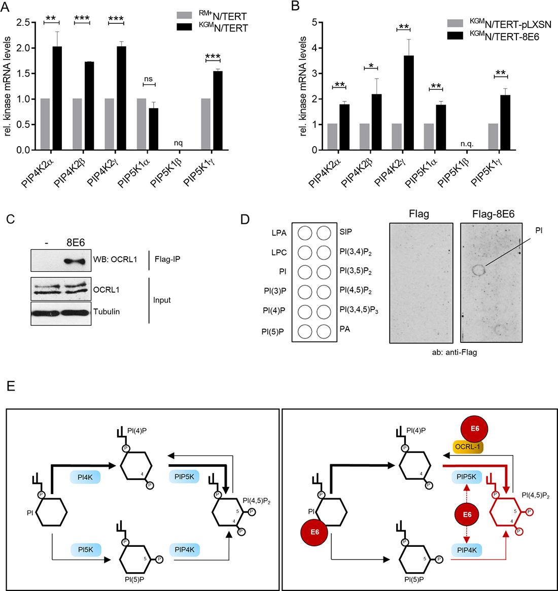 HPV8-E6 interferes with kinases and the phosphatase regulating PI(4,5)P2 levels.