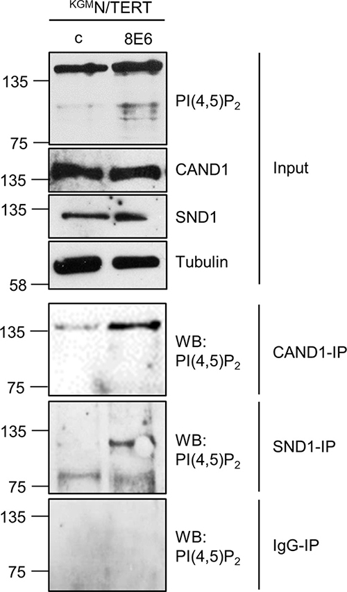Identification of CAND1 and SND1 as PI(4,5)P2 binding cellular proteins.