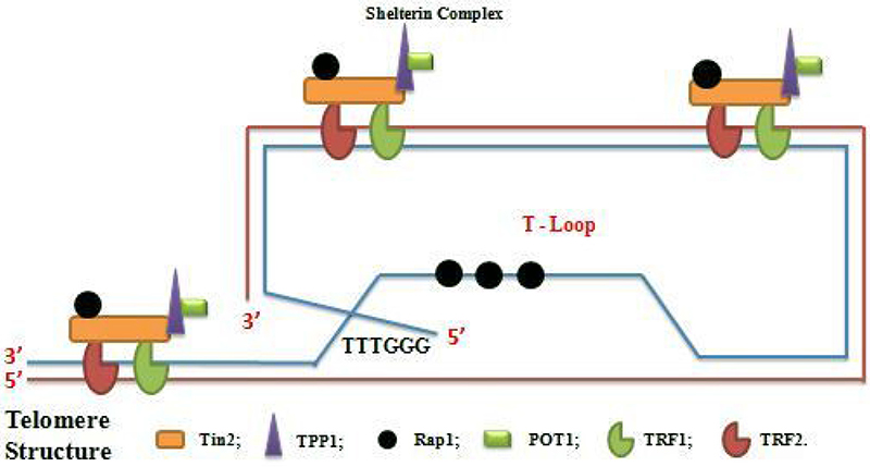 Schema of telomere structure with shelterin complex (Telosome) and T-loop formation.