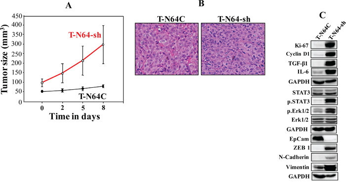 ATR-deficient breast fibroblasts enhance breast orthotopic tumor xenograft formation and growth.