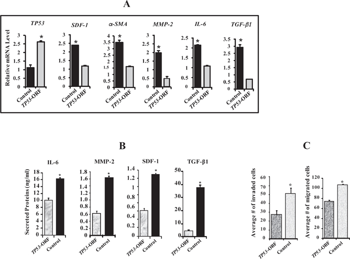 ATR down-regulation activates breast stromal fibroblasts in a p53-dependent manner.