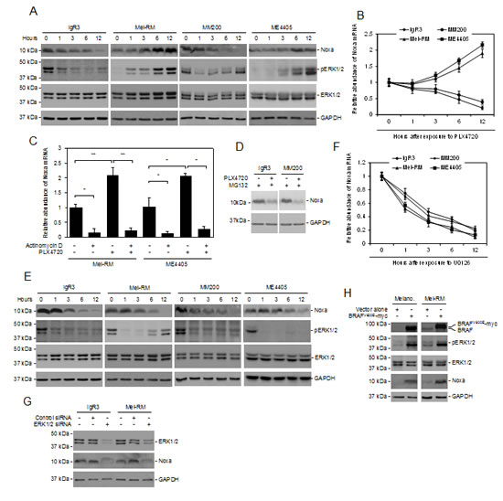 Noxa expression is driven by activation of MEK/ERK signaling in melanoma cells.