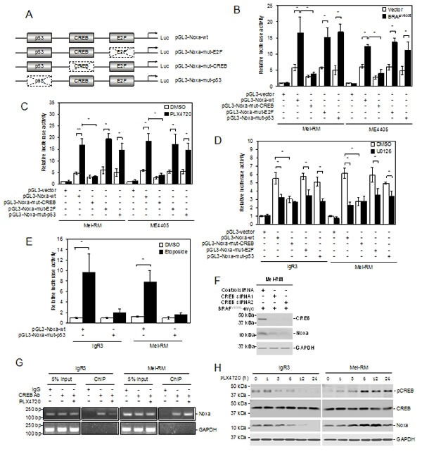 CREB mediates transcriptional upregulation of Noxa by MEK/ERK signaling in melanoma cells.