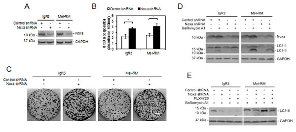 Noxa is necessary for MEK/ERK-driven autophagy in melanoma cells.