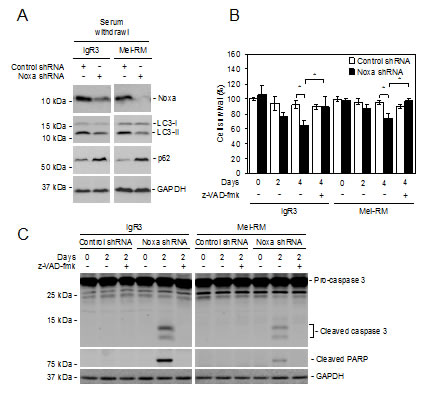 Noxa is necessary for nutrient starvation-triggered autophagy in melanoma cells.