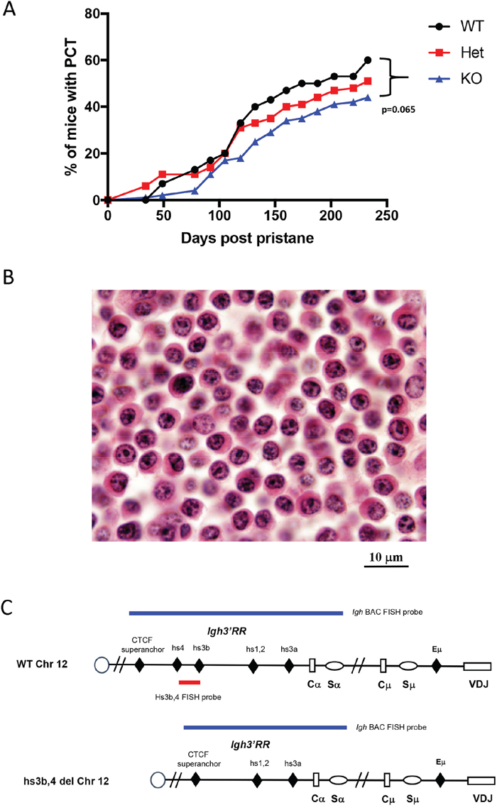 Deletion of hs3b-4 only moderately reduces PCT tumor incidence.