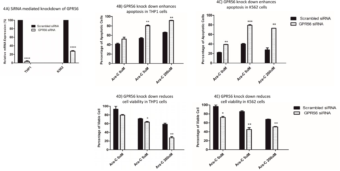 Impact of siRNA mediated knockdown of GPR56 on cytarabine sensitivity in THP1 and K562 cell lines.