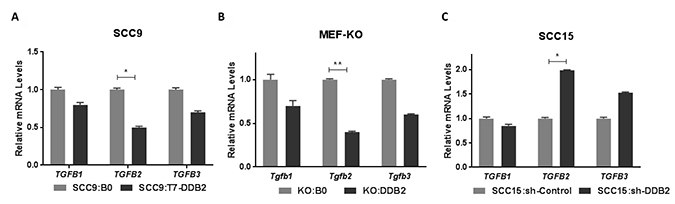 DDB2 is a regulator of TGFB2 gene expression.