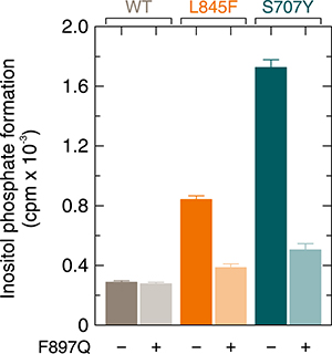 Enhanced Rac-stimulated activity of PLC&#x03B3;2S707Y is prevented by a point mutation of PLC&#x03B3;2, F897Q, mediating resistance of the enzyme to stimulation by activated Rac.