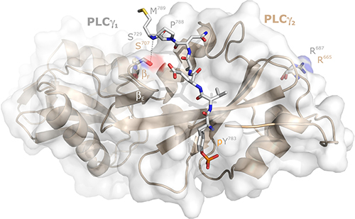 Localization of the PLC&#x03B3;2 residue S707 relative to its PLC&#x03B3;1 counterpart S729 in the intramolecular complex between the PLC&#x03B3;1 SH2n-SH2c-tandem and its tyrosine phosphorylated (pY783) peptide between G781 and M789.