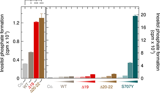 Comparison of the APLAID point mutant PLC&#x03B3;2S707Y to the PLAID deletion mutants PLC&#x03B3;2&#x0394;19 and PLC&#x03B3;2&#x0394;20-22 at 37&#x00B0; C.