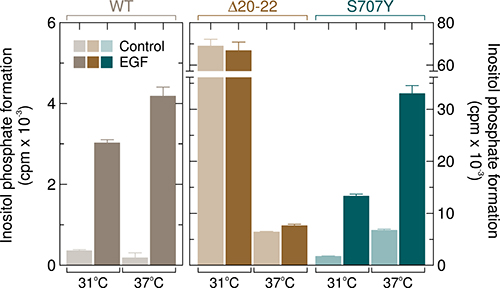 Unlike the PLC&#x03B3;2 deletion mutant &#x0394;20&#x2013;22, PLC&#x03B3;2S707Y is sensitive to stimulation by EGF.