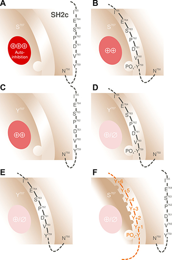 Mechanisms potentially involved in mediating activation of PLC&#x03B3;2 through mutations in position S707.