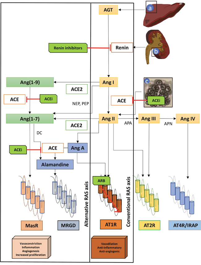 The pro-tumor and anti-tumor mediated effects of the conventional and alternative RAS axis.