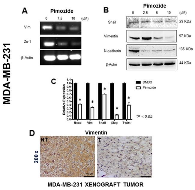 Pimozide induced epithelial mesenchymal transition (EMT) signaling pathways in MDA-MB-231 cells.