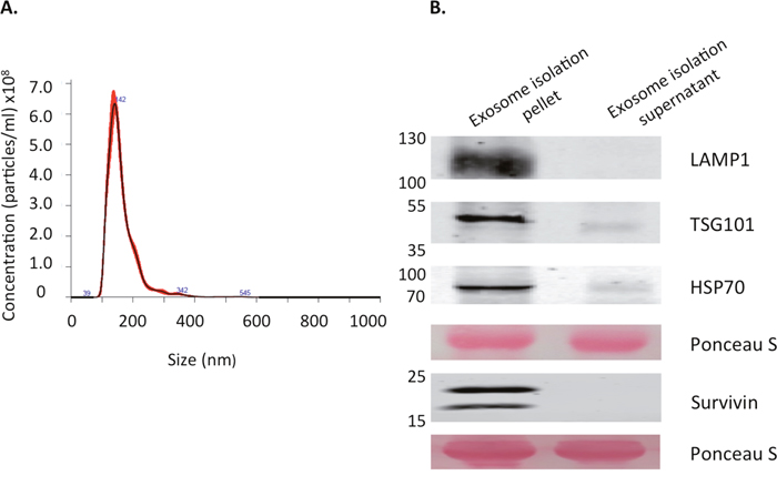 Characterization of exosomes derived from HeLaS cells.