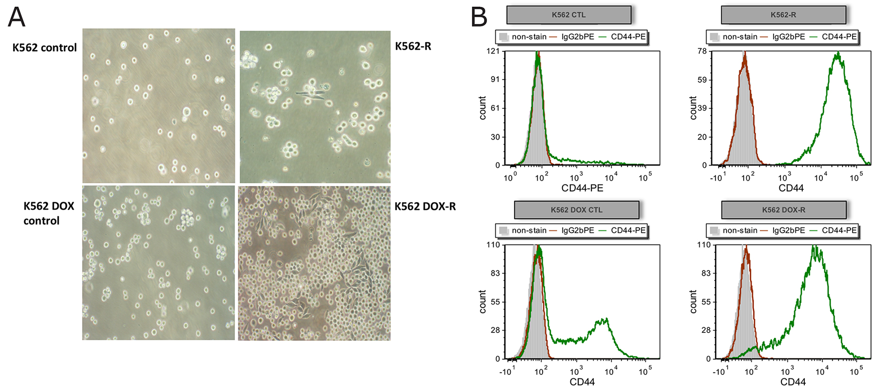 Resistant cell lines K562-R and K562 DOX-R demonstrate increased adhesion compared to their corresponding control lines.