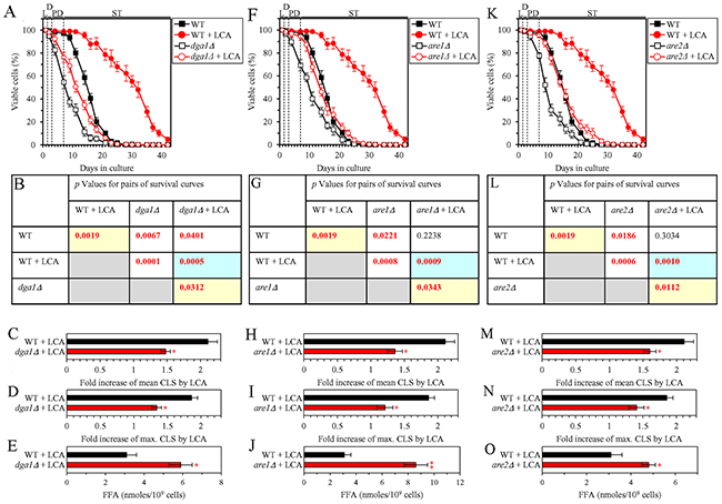 Under CR conditions in the presence of LCA, lack of any of the three enzymes involved in the synthesis of TAG from FFA increases the concentration of FFA and decreases the extent to which LCA can extend yeast chronological lifespan (CLS).