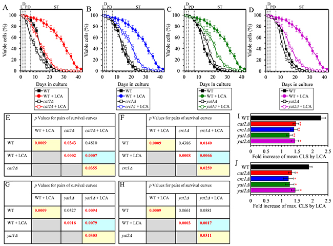 Under CR conditions in the presence of LCA, lack of any of the four proteins required for the transport of acetyl-CoA from peroxisomes to mitochondria via the carnitine shuttle decreases the efficiency of yeast CLS extension by LCA.