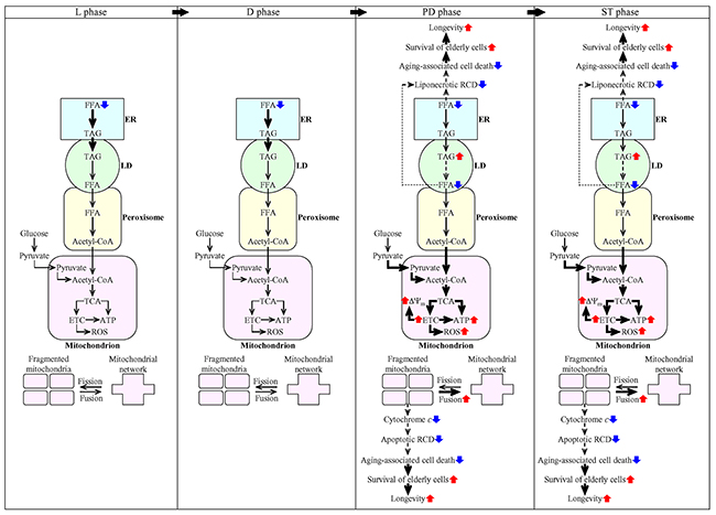 Mechanisms through which LCA delays chronological aging of yeast limited in calorie supply.