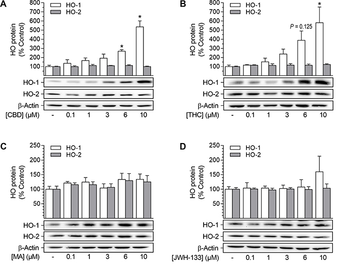 Effect of cannabinoids on HO-1 and HO-2 protein expression in HUASMC.