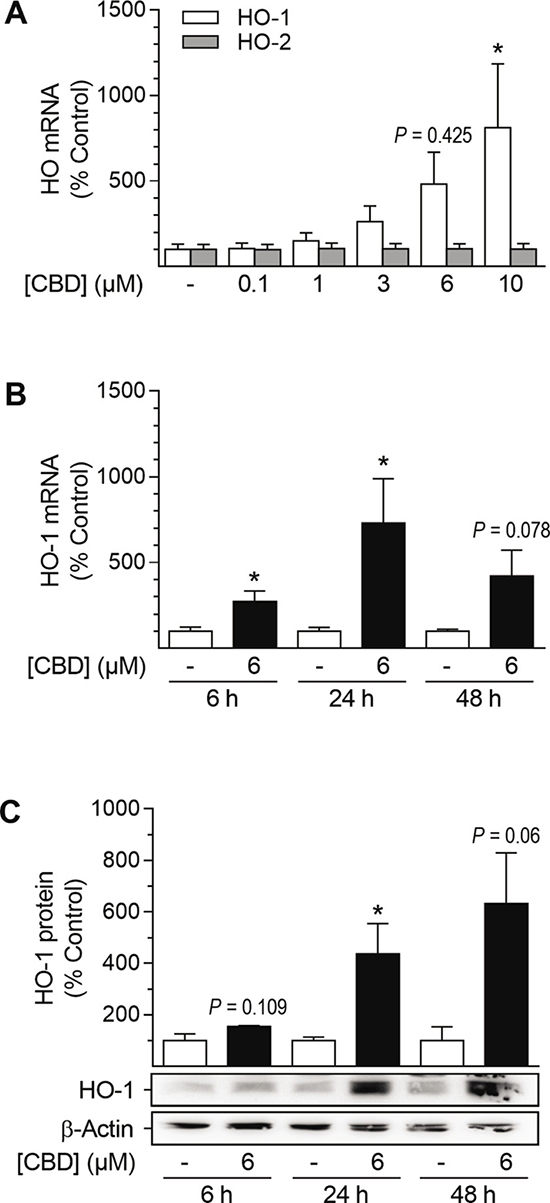 Effect of CBD on HO-1 and HO-2 mRNA and HO-1 protein expression in HUASMC.