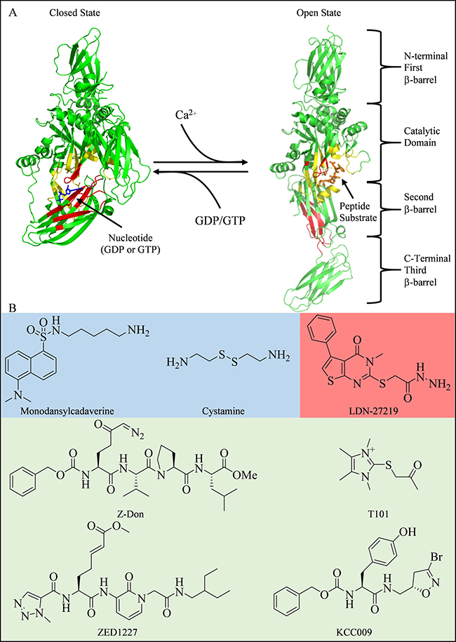 Structures of tTG and some common tTG inhibitors.