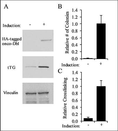 Characterization of onco-Dbl expressing MEFs.