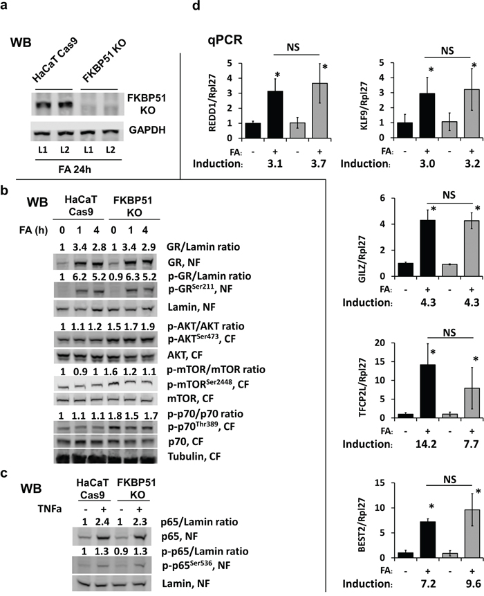 Effect of FKBP51 KO on glucocorticoid response and Akt/mTOR in HaCaT human keratinocytes.