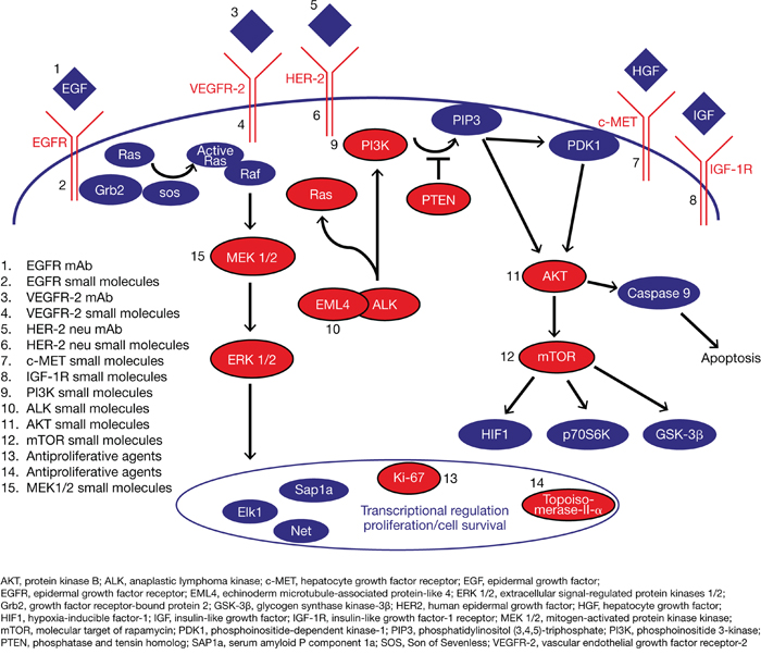 Key oncogenic pathways.